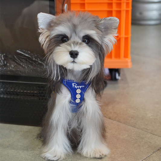 The Explorer Harness & Leash Set