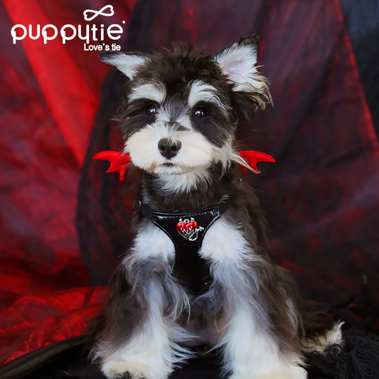 The Wings Harness & Leash Set