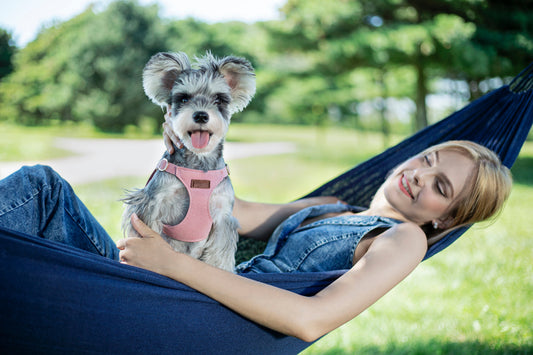 Should I Start Training My Puppy With a Collar or Harness First?