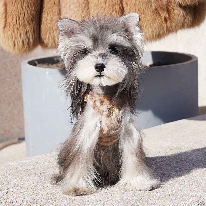 The Leopard Harness & Leash Set