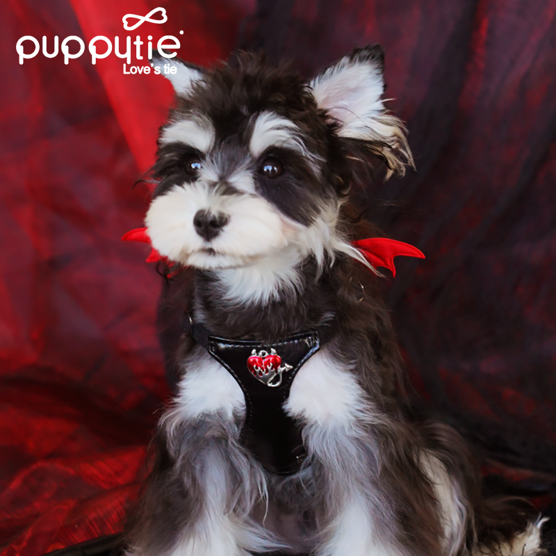 The Wings Harness & Leash Set