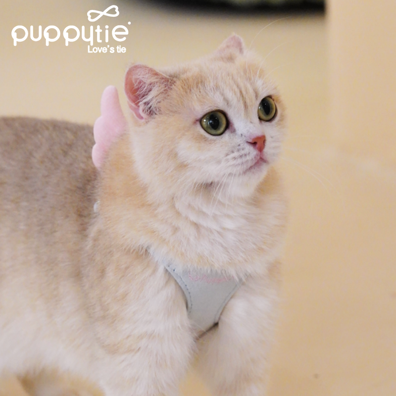 The Wings Harness & Leash Set