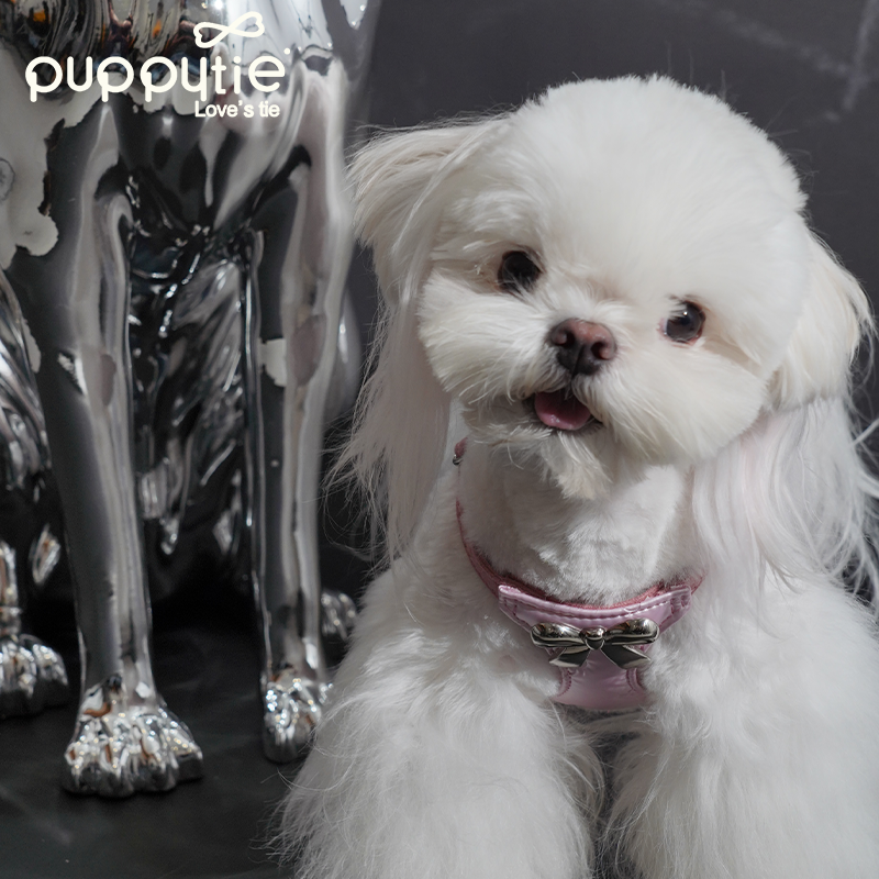 The Metallic Bow Harness & Leash Set
